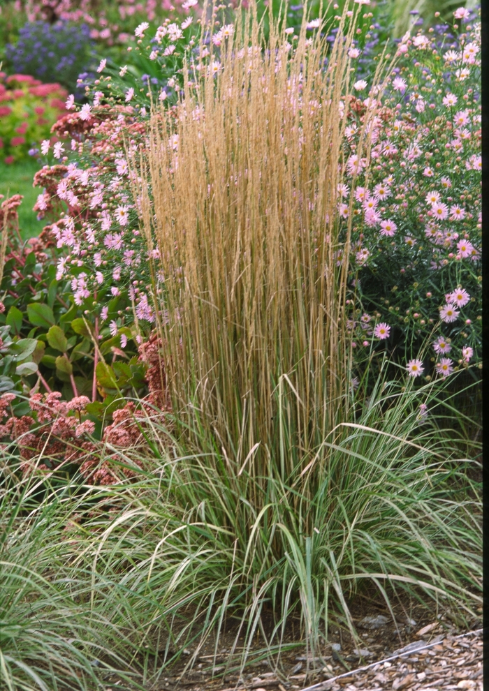 Feather Reed Grass-Variegated | Calamagrostis acutiflora 'Overdam'