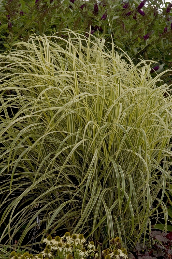 Maiden Grass | Miscanthus sinensis 'Dixieland'