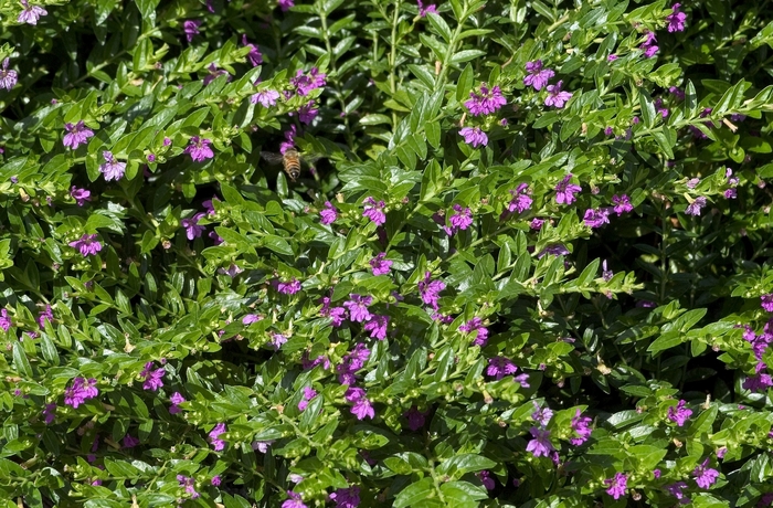 False Heather | Cuphea hyssopifolia 'Lavender Lace'
