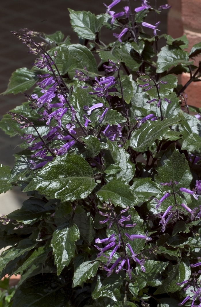 Mint Leaf | Plectranthus 'Mona Lavender'