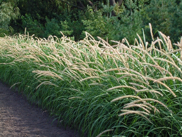 Tall Tails Fountain Grass | Pennisetum orientale 'Tall Tails'