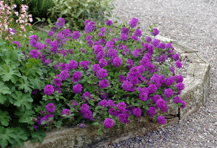 Verbena | Verbena hybrid 'Homestead Purple'