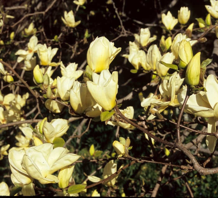 Yellow Magnolia | Magnolia 'Elizabeth'