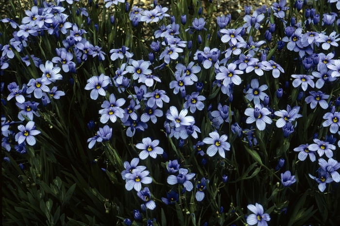 Blue-eyed Grass | Sisyrinchium 'California Skies'
