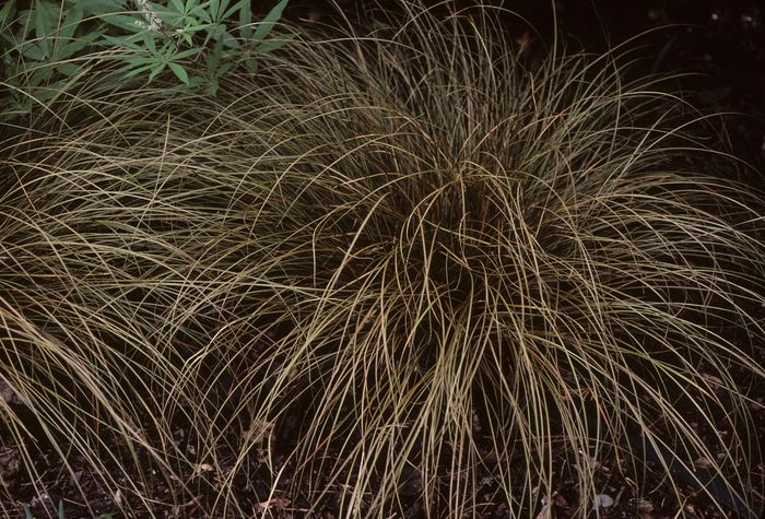 Weeping Brown Sedge | Carex flagillifera