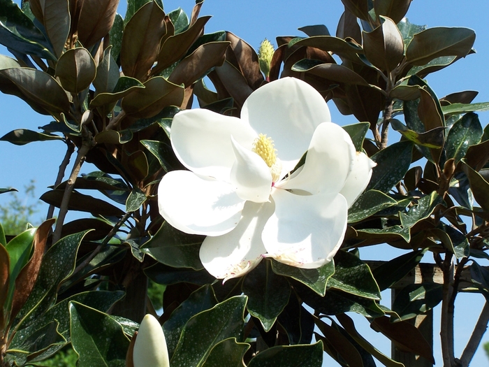 Little Gem Southern Magnolia | Magnolia grandiflora 'Little Gem'