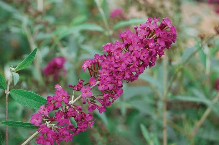 Butterfly Bush | Buddleia davidii 'Royal Red'