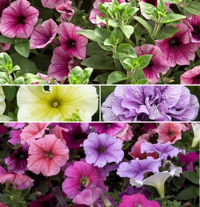 Petunia | Multiple Varieties