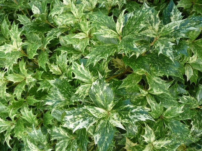 Goshiki Osmanthus | Osmanthus heterophyllus 'Goshiki'