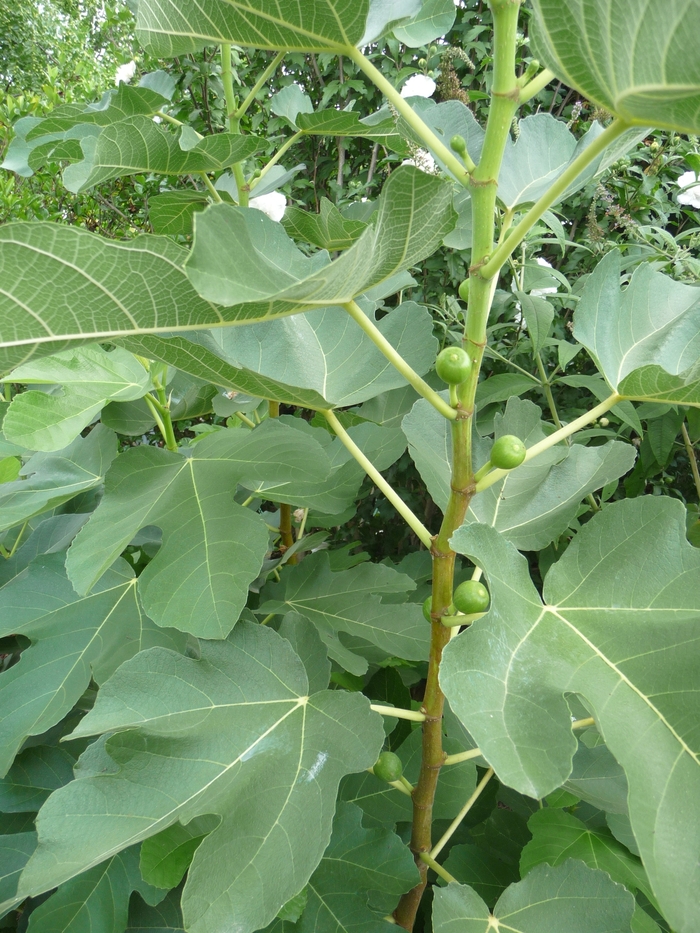 Kadota Fig | Ficus carica 'Kadota'