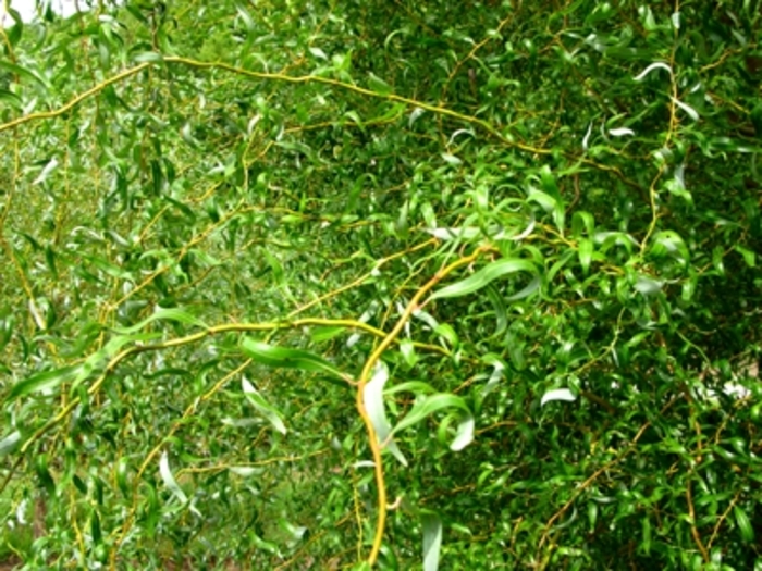 Scarlet Curls Willow | Salix 'Scarlet Curls'