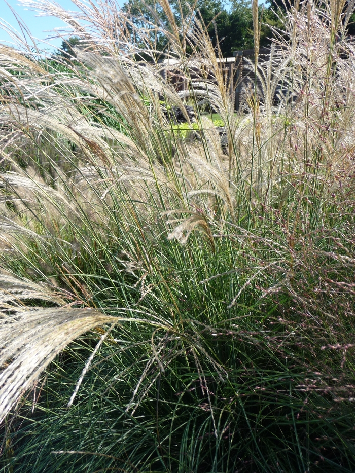 Graceful Maiden Grass | Miscanthus sinensis ''Gracillimus''
