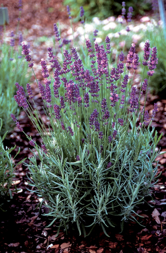 English Lavender | Lavandula angustifolia 'Hidcote Superior'