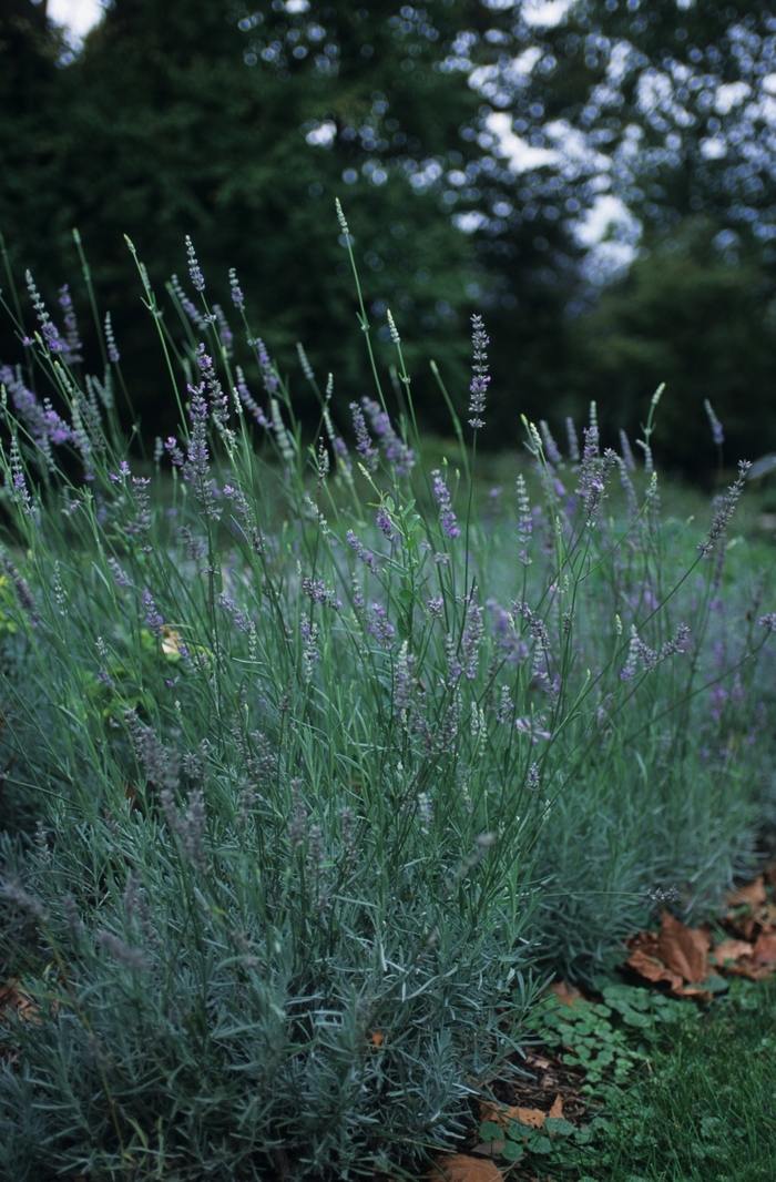 Provence French Lavender | Lavandula x intermedia 'Provence'