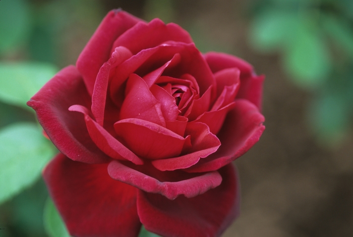 Oklahoma Rose | Rosa hybrid tea 'Oklahoma'