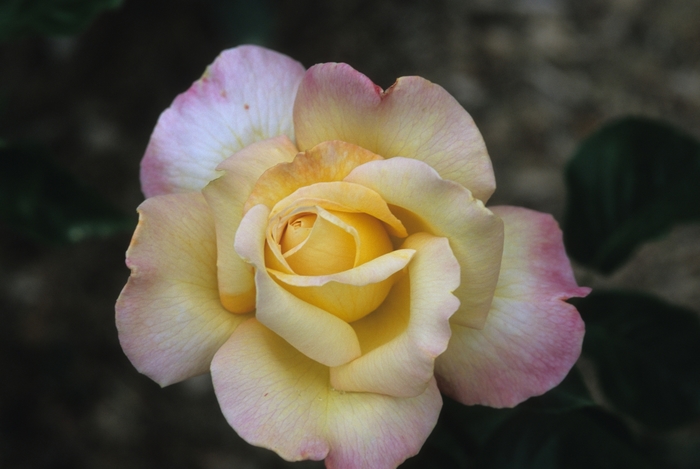 Peace Rose | Rosa Hybrid tea 'Peace'