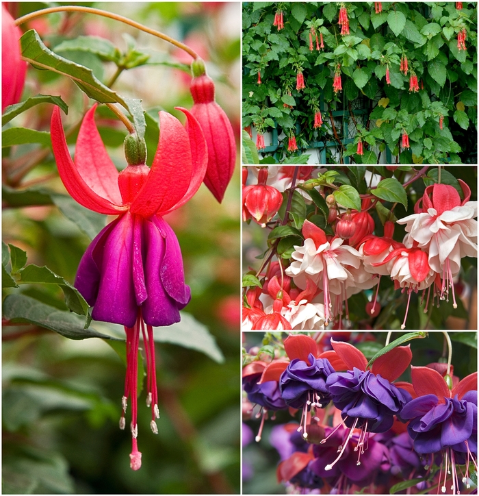 Fuchsia | Multiple Varieties