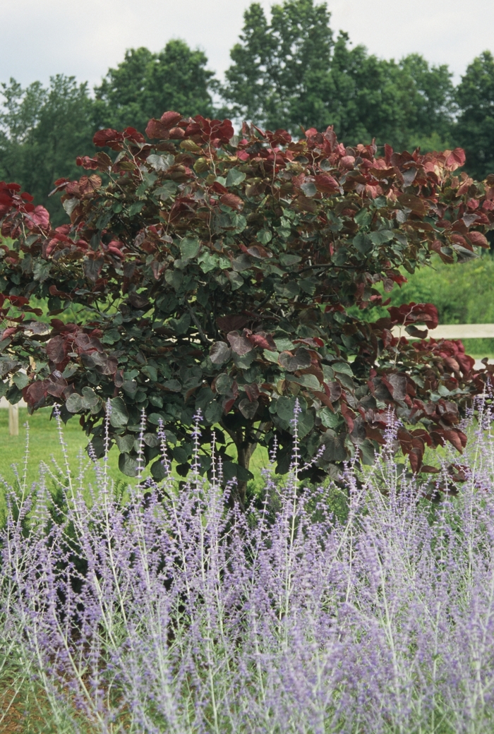 Forest Pansy Redbud | Cercis canadensis 'Forest Pansy'