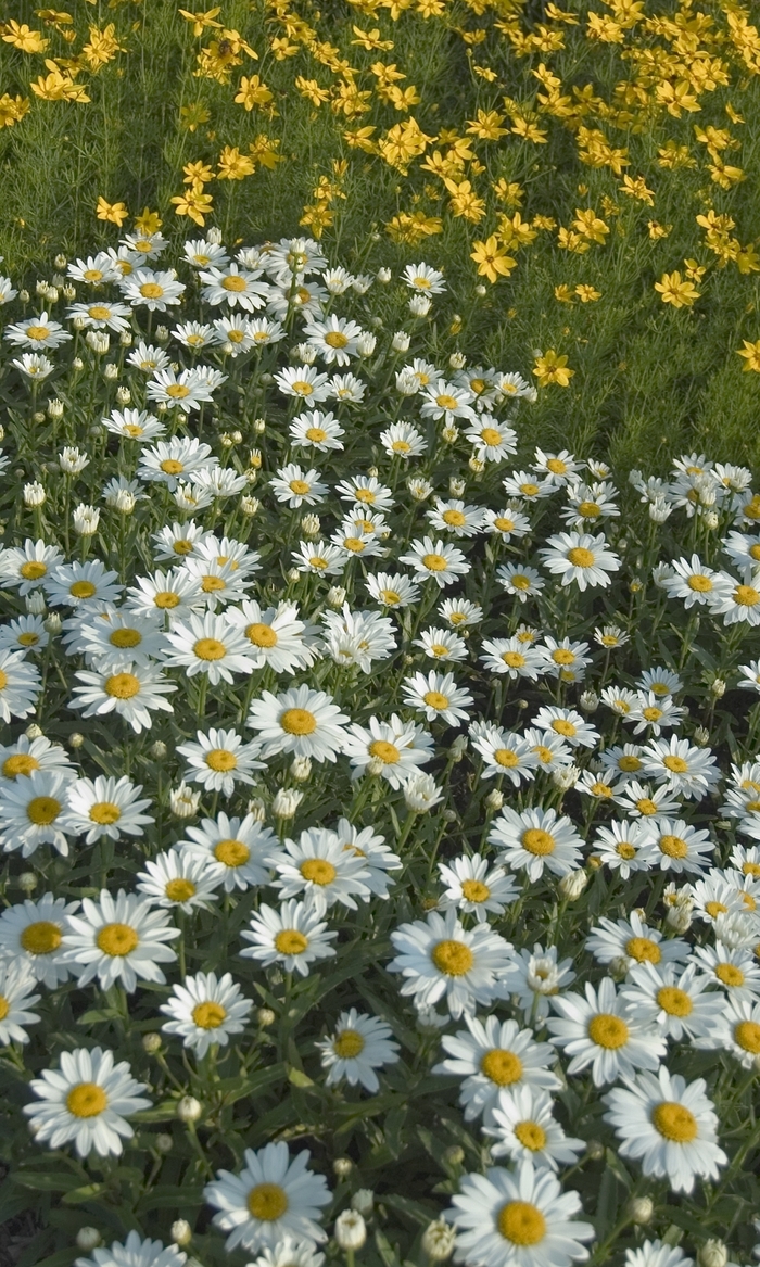 Shasta Daisy Snowcap | Leucanthemum superbum ''Snowcap''