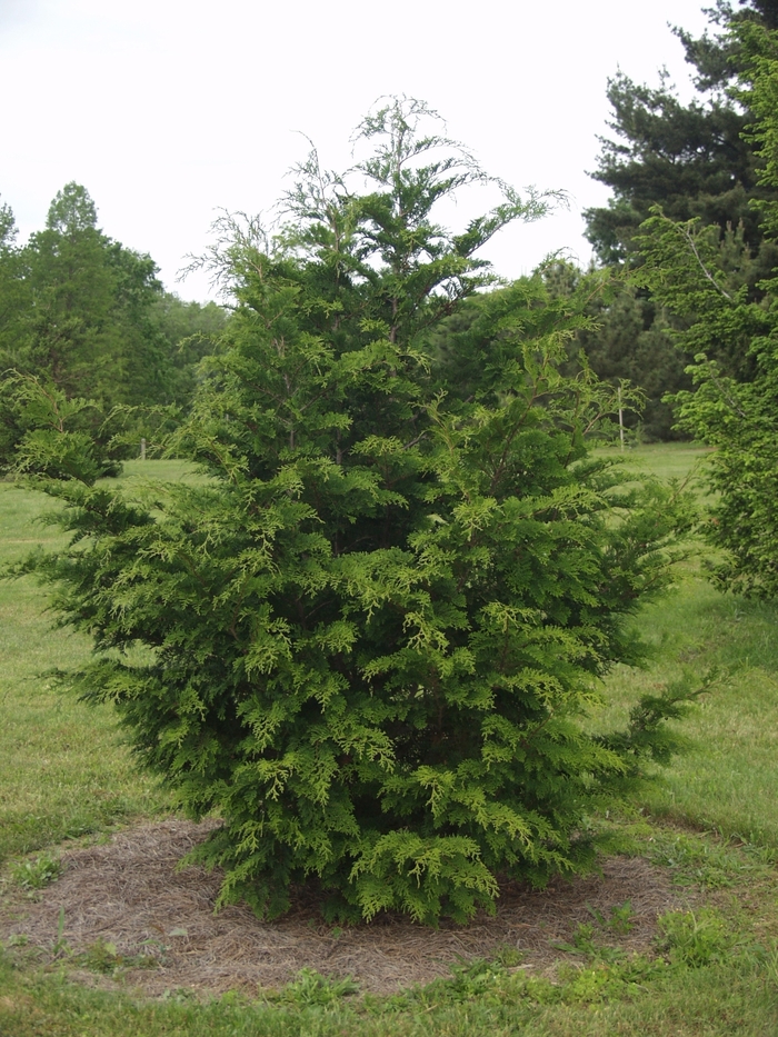 Hinoki False Cypress | Chamaecyparis obtusa