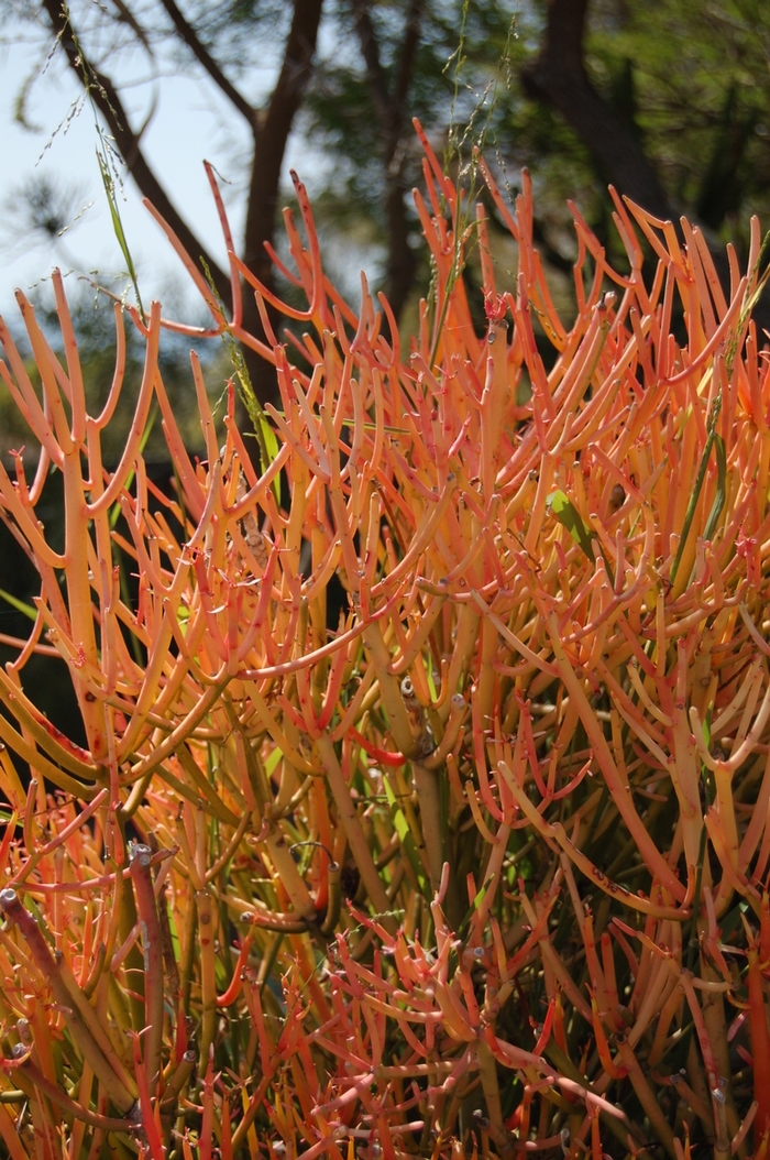 Red Pencil Tree | Euphorbia tirucalli 'Sticks on Fire'