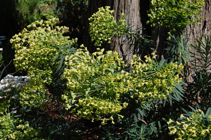 Spurge | Euphorbia characias wulfenii