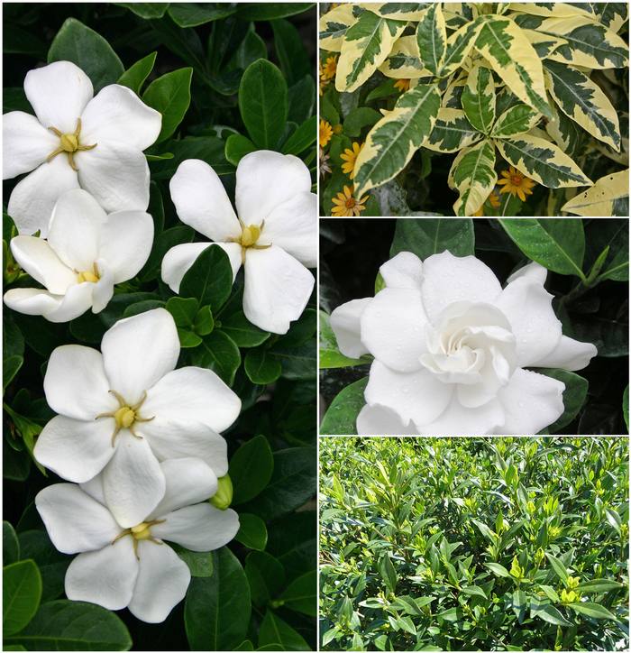 Gardenia | Multiple Varieties