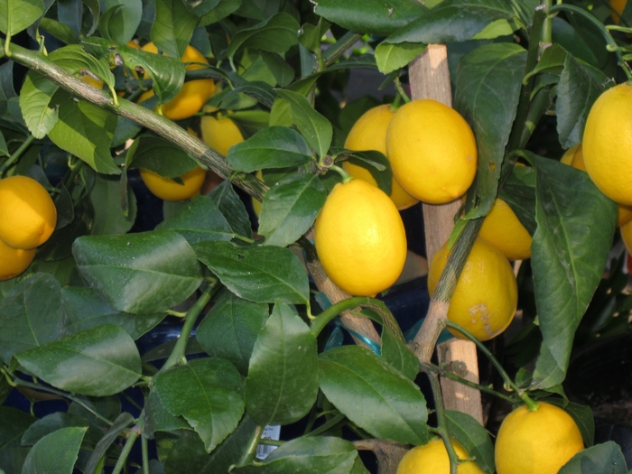 Improved Meyer lemon | Citrus 'Meyeri'