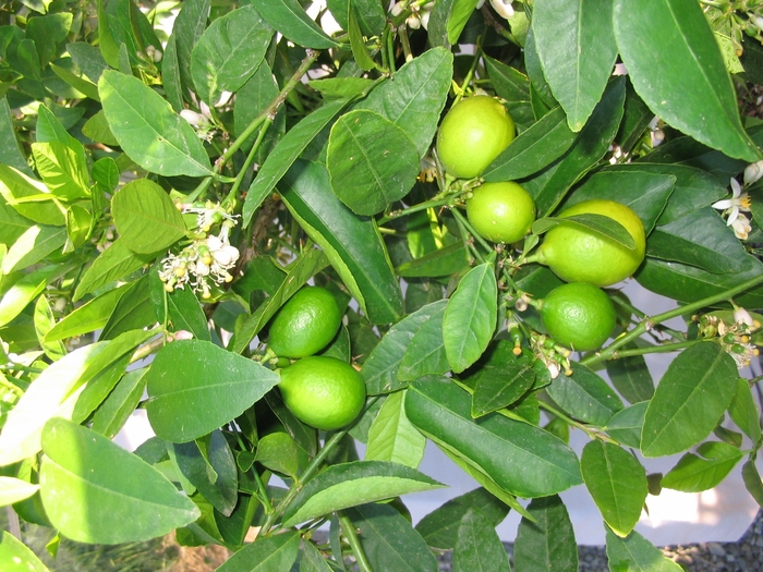 Bearss Lime | Citrus aurantifolia 'Bearss'