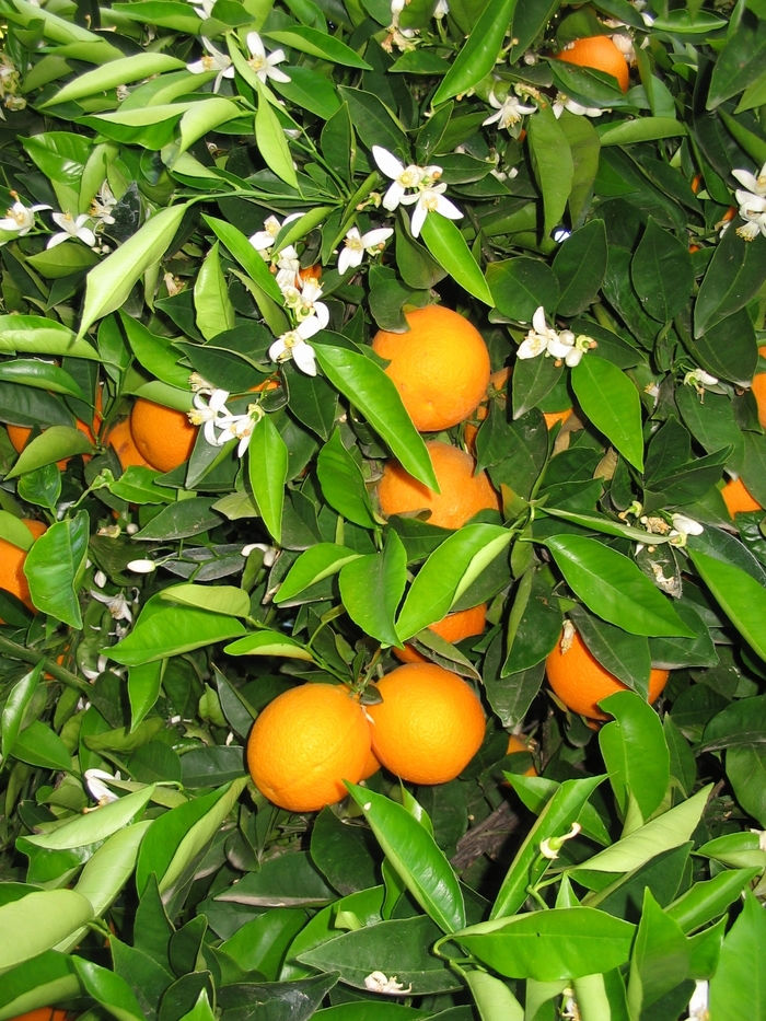 Lane Late Navel Orange | Citrus sinensis 'Lane Late'