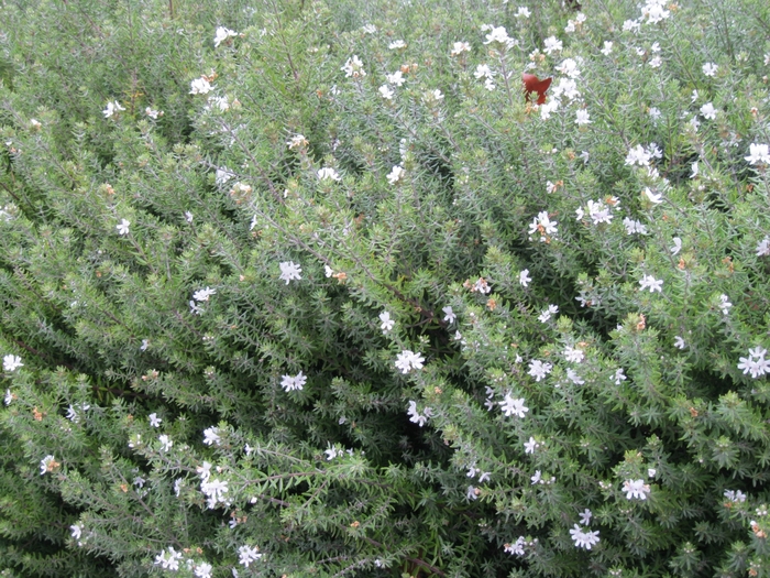 Coast Rosemary | Westringia fruticosa