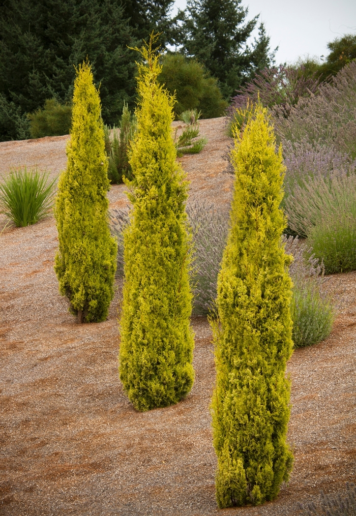 Swane's Golden Cypress | Cupressus sempervirens 'Swane's Golden'