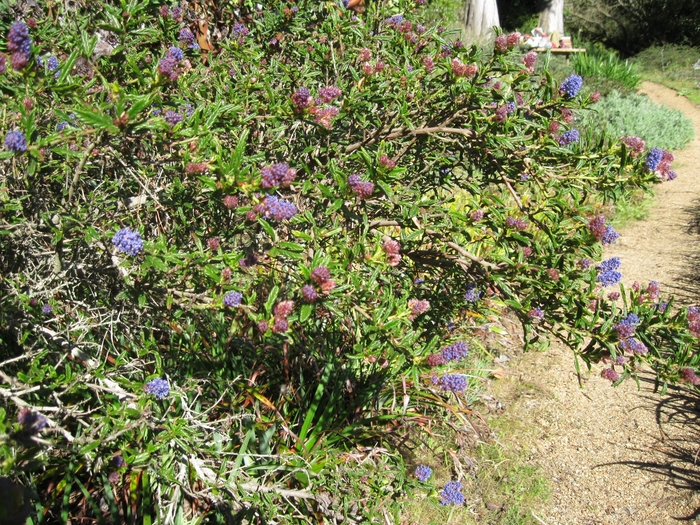 California Lilac | Ceanothus 'Concha'