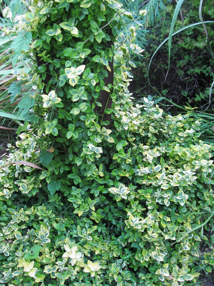 Wintercreeper Euonymus | Euonymus fortunei 'Emerald n' Gold'