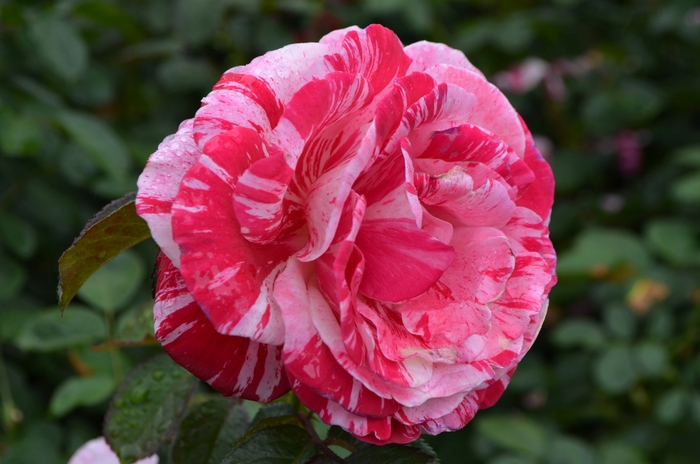 Scentimental™ Rose | Rosa floribunda 'Scentimental'
