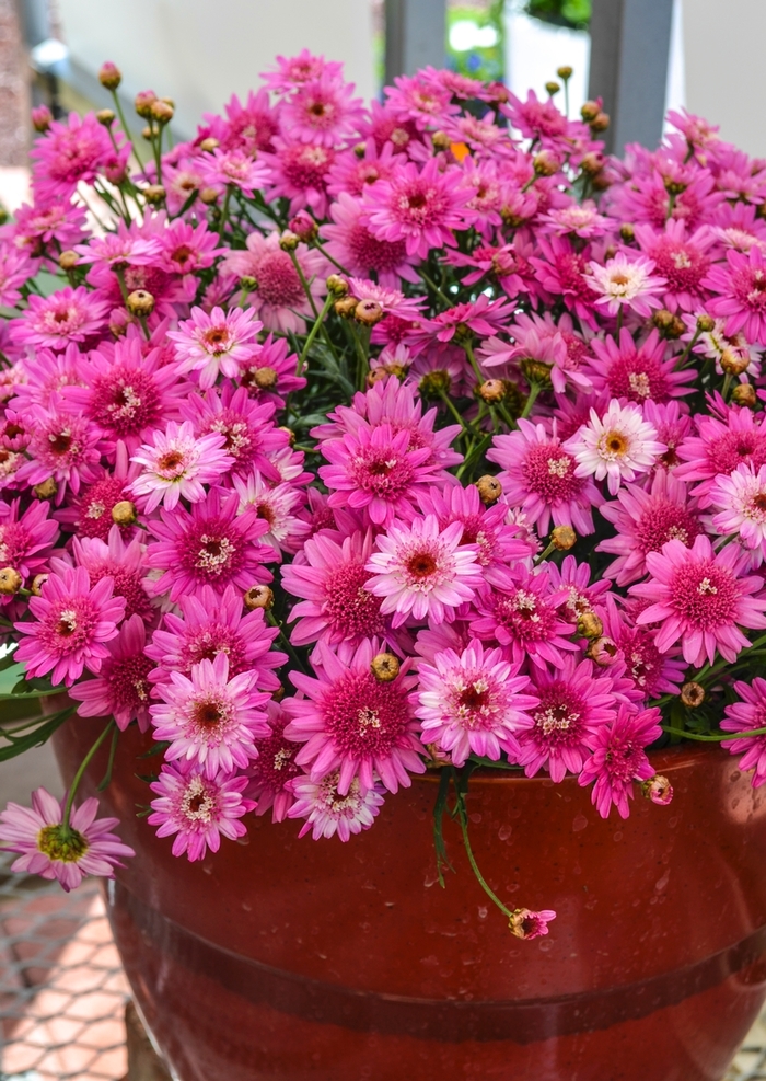 Marguerite Daisy | Argyranthemum frutescens 'Crested Violet™'
