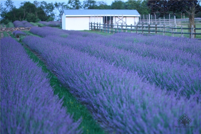 Phenomenal Lavender | Lavandula intermedia 'Phenomenal'