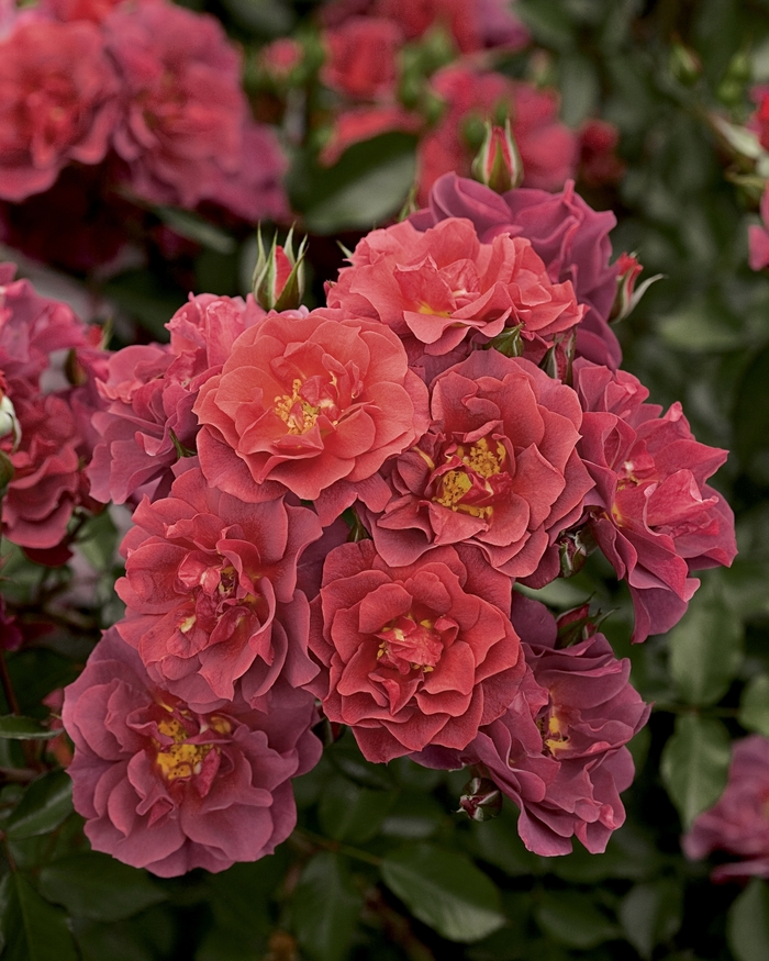 Cinco de Mayo Rose | Rosa Floribunda 'Cinco de Mayo'