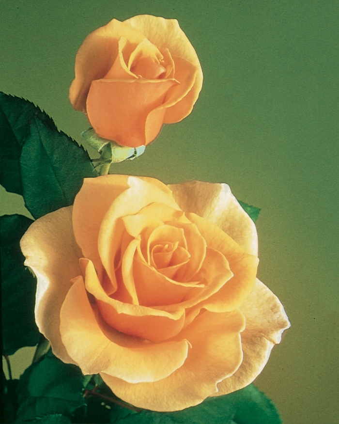 Brandy Rose | Rosa Hybrid Tea 'Brandy'