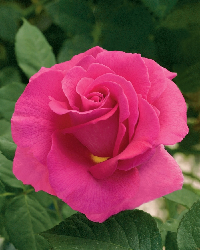 Gentle Giant Rose | Rosa Hybrid Tea 'Gentle Giant'