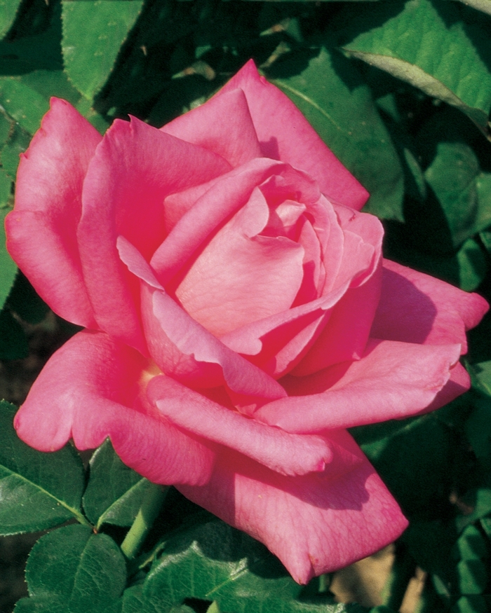 Perfume Delight Rose | Rosa Hybrid Tea 'Perfume Delight'