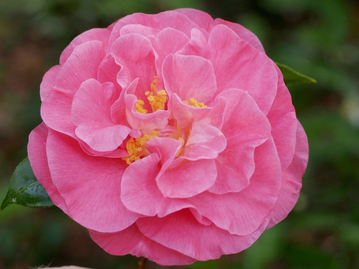 Marie Bracey Camellia | Camellia japonica 'Marie Bracey'