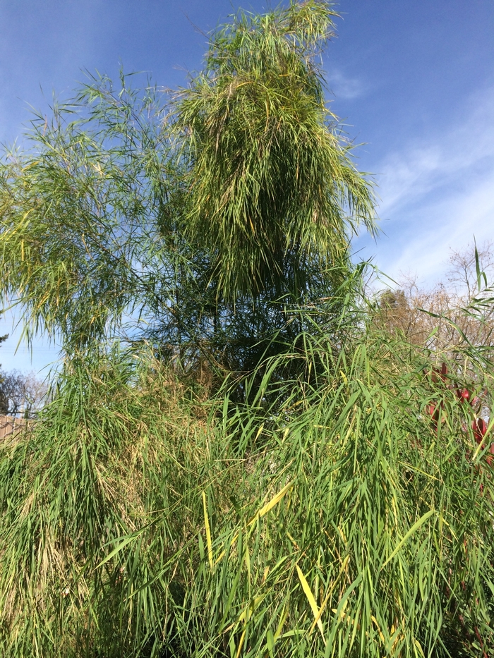 Mexican Weeping Bamboo | Otatea acuminata