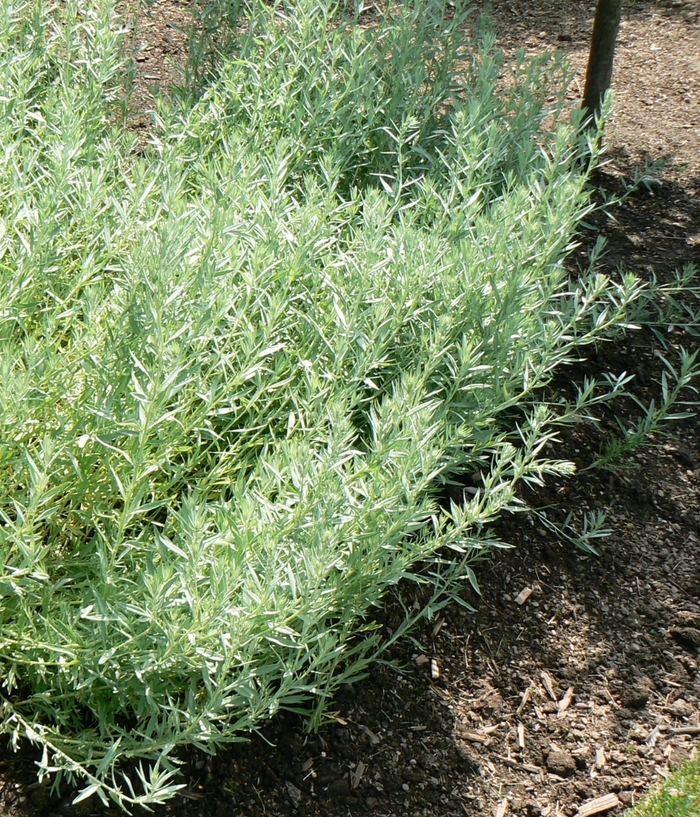 Silver Sagebrush | Artemisia ludoviciana