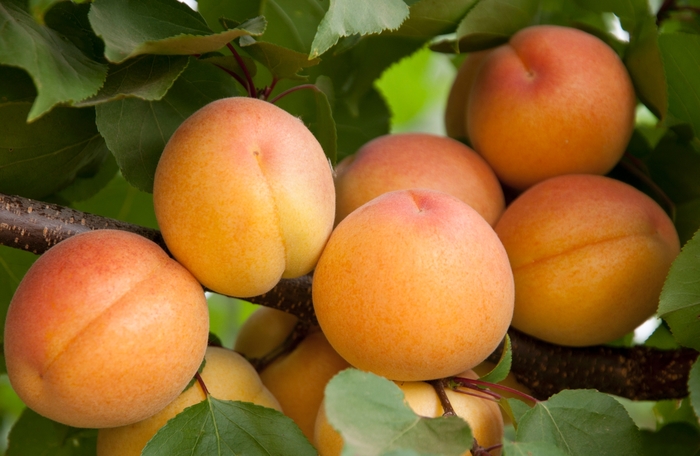 Aprium Flavor Delight | Apricot x Plum 'Flavor Delight'