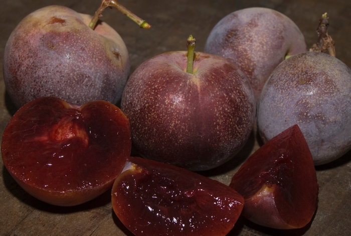 Satsuma Plum | Prunus salicina 'Satsuma'