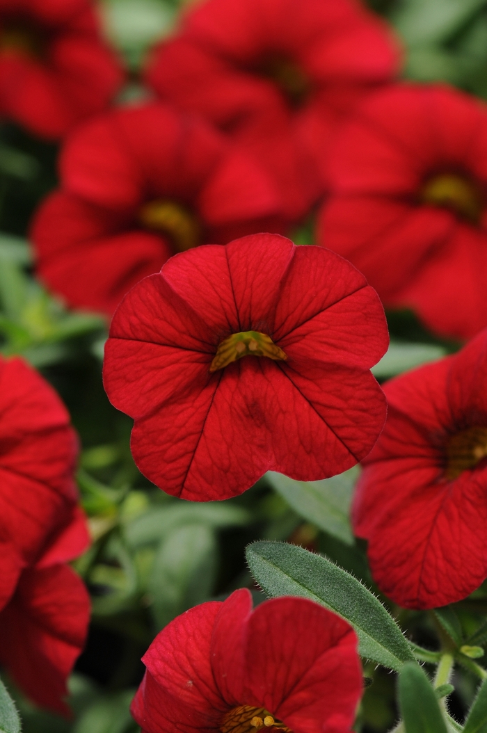 Trailing Petunia | Calibrachoa x hybrida 'Cabaret® Bright Red'