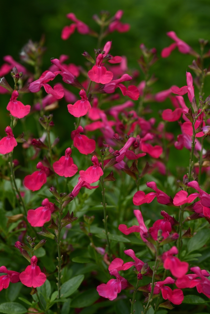  Sage | Salvia greggii 'Mirage™ Hot Pink'