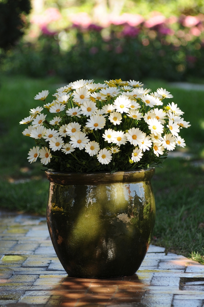 African Daisy | Osteospermum hybrida 'Voltage® White'