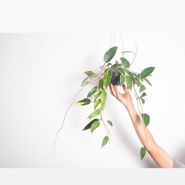 Wax Flower | Hoya carnosa